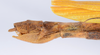 CollectionObject 1561431; 89b4e4a5-d747-41c2-a48f-7c2958368892: copyright ANSP. female: end of abdomen, lateral view (holotype). (CollectionObject).