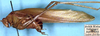 CollectionObject 1517528; 8340c91e-98ba-4ff5-94ed-adac87e78a5e: male, lateral view (holotype). (CollectionObject).