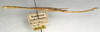 CollectionObject 1558011; NMW 395, eaf633e4-1b73-4567-8e2c-c309edb54d8b: copyright NMW, Vienna. male, lateral view (holotype). (CollectionObject).