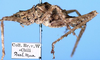 CollectionObject 1531871; bae7f42b-6d33-43cc-b0c5-d37004ea4ed5: male, lateral view (holotype). (CollectionObject).
