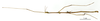 CollectionObject 1587078; a8941693-8042-40a7-9738-1ecaebea633a: copyright MNHN, Paris. male, lateral view (syntype). (CollectionObject).