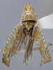 Habitus, dorsal view: !! display not done !! on Scaphytopius n. sp. EC3: Scaphytopius Ball, 1931: (Observation).