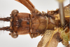 CollectionObject 1584348; CC ANIC Database No. 15 000074, 35145325-2a22-4ba4-8890-38ac04956134: copyright CSIRO, Canberra. male:thorax, dorsal view (holotype). (CollectionObject).