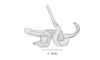 Salvadoracris nigritus Matiotti da Costa & Silva Carvalho, 2006: Fig. 1F. phallic complex without epiphallus, lateral view. (Otu).