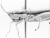 CollectionObject 1524440; c6510ced-54d0-43c1-9d4b-f0e624c08d9e: female, head and pronotum, lateral view (holotype of Cornops bivittatum). (CollectionObject).