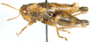 Angolacris rossi Dirsh, 1962: male, lateral view. (Otu).