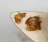 CollectionObject 1588502; d50c5ccc-5362-4262-84b3-dbc7faf80824: phallic complex (paratype). (CollectionObject).