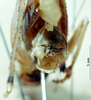CollectionObject 1566136; 3f24be63-800e-444b-af14-9035251fcd0e: male cerci (syntype). (CollectionObject).