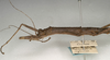 CollectionObject 1560921; NMW 890', aba16c1e-c374-4eaa-8fb3-7666e866ad54: copyright NMW, Vienna. female: head and thorax, lateral view (syntype). (CollectionObject).