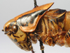 CollectionObject 1517151; 1573f69b-a633-4b81-97a4-3d4bc7b93ecf: male pronotum lateral (holotype). (CollectionObject).
