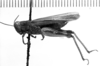 CollectionObject 1531018; c6456baf-7a89-4c55-9c8a-dd1a797b3076: Image Carbonell, C.S. female, lateral view (lectoallotype). (CollectionObject).