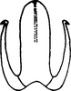 Aedeagus, ventral view: !! display not done !! on Cofana karachiensis Ara & Ahmed, 1988: Aedeagus, ventral view. (Observation).