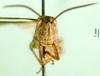 CollectionObject 1502427; f278ccac-aa62-4342-893b-db7c15909feb: male, frontal view (paratype of Chorthippus miramae). (CollectionObject).
