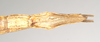 CollectionObject 1864532; e9546030-2ecc-4eeb-aa99-5a7188fd4bab: female: end of abdomen, ventral view of synonym Alopus coccophages (syntype) Source: Paul Brock's photos, copyright Natural History Museum, London. (CollectionObject).