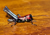 Exerythracris volcanica Rowell, 1995: male (Costa Rica). (Otu).