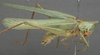 CollectionObject 1505694; 71d9b173-705e-483f-858c-efaff0dcd09e: male, lateral view (syntype of Conocephalus aztecus). (CollectionObject).