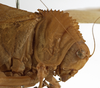 CollectionObject 1530611; 75b9f494-bc18-4816-9ec7-cc3fc931d795: male pronotum lateral (holotype). (CollectionObject).