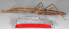 CollectionObject 1563021; bd3c7d02-6999-4e7a-9410-d8debdd8e059: copyright F. Hennemann. female, lateral view (paratype). (CollectionObject).;CollectionObject 1563022; 6e2aae74-808f-4206-8040-521e1a84f3ea: copyright F. Hennemann. female, lateral view (paratype). (CollectionObject).