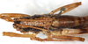 CollectionObject 1567637; 6b6d61b2-c7f3-40c6-abb2-500bf0a2454f: male, dorsal view. (CollectionObject).