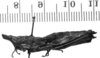 CollectionObject 1567379; 3cfb6bcc-ac91-42fb-9c73-9f0487e4ebe5: Image, Carbonell, C.S. female, lateral view (paralectotype). (CollectionObject).