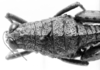 CollectionObject 1525555; a19b0cb4-74f9-496c-a39c-3c395d30074a: female, head and pronotum, dorsal view (lectoallotype). (CollectionObject).