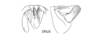 Melanoplus zeus Otte, 2012: male genitalia. (Otu).
