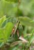 FieldOccurrence 198; 12019e42-8199-4d1f-8983-ef96c4dad451; Kenya
Kakamegaforest, 2011/11/13: male. (FieldOccurrence).