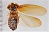 CollectionObject 1618738; 20c8a76f-2c81-44f1-b899-6675035b2f65: (CollectionObject).