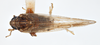 Habitus, dorsal view on Delphacodes saccharicola Muir, 1926: (Observation).