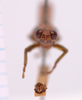 CollectionObject 1542415; CNMS 5351, 8349593b-cba7-4319-b949-f96f7860a9ab: male, frontal view (holotype). (CollectionObject).