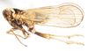 Habitus, lateral view: !! display not done !! on Javesella (Javesella) pellucida (Fabricius, 1794): (Observation).