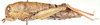Lentula mecostiboides Ramme, 1929: female, lateral view. (Otu).