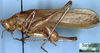 CollectionObject 1531744; a13053fe-fd9c-4fd1-b3c0-1f708b86f2bd: male, lateral view (holotype). (CollectionObject).