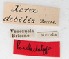 CollectionObject 1562356; 4b82c816-3f05-469d-8cb1-aafbbc1e4fde: copyright MHNG, Geneva. male, data labels (paralectotype). (CollectionObject).;CollectionObject 1562357; bac9dc62-8e3d-4a20-bba3-d273f37420b0: copyright MHNG, Geneva. male, data labels (paralectotype). (CollectionObject).