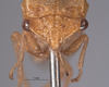 Head: !! display not done !! on Tortistilus wickhami (Van Duzee, 1908): (Observation).