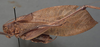 CollectionObject 1505750; 3559cd5b-4cc6-487d-b8b4-fc34b7b810e2: male, lateral view (holotype). (CollectionObject).