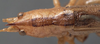 CollectionObject 1506505; 847d8966-f48f-4204-b7f9-3a5bb63e0403: male head and pronotum, dorsal view. (CollectionObject).