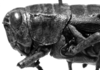 CollectionObject 1567330; a85227a1-3163-4f28-8716-aa4b4e280595: female head and pronotum, lateral view (paralectotype). (CollectionObject).