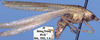 CollectionObject 1516974; b826351b-a80c-411c-962f-0baf62e0b607: male, lateral view (holotype). (CollectionObject).