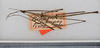 CollectionObject 1558057; d5c4f1ba-3460-4fd3-a166-fc7df23d03dd: copyright USNM, Washington. male (holotype). (CollectionObject).