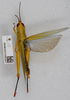 CollectionObject 1520331; 58a5452e-dc25-4a83-a006-a7dcd63560ba: female, dorsal view (holotype). (CollectionObject).