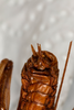 CollectionObject 1531218; c1232a83-d9c3-4924-81ef-49dbdabae07e: female, ventral view (lectotype). (CollectionObject).