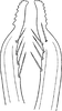 Stylus: Stylus, ventral view. (Observation).