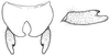 Erioloides sikesi Naskrecki & Cohn, 2000: male cerci. (Otu).