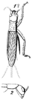 Ectotrypa olmeca Saussure, 1874: PL. 18, Fig. 60. female, dorsal view. (Otu).