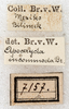 CollectionObject 1532155; NMW 7157, aeb7b1f3-e969-4555-8e71-6792f34baa5e: labels (syntype). (CollectionObject).
