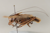 CollectionObject 1499257; 9a6304cb-6055-42a9-88a9-2e7db7602ae4: Male, lateral view, left (holotype). (CollectionObject).