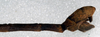 CollectionObject 1560480; NMW 202, 841ee153-5e13-4e34-b9d0-5e2f7e7657aa: copyright NMW, Vienna. male: end of abdomen, lateral view (lectotype). (CollectionObject).