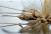 CollectionObject 1532827; 6f2e9492-333f-4825-9e4f-915c5674253c: female, ventral view. (CollectionObject).