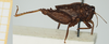 CollectionObject 1517885; 3968b1bc-e441-4ab2-9b4f-a7ebb6bd419d, NHMUK10924451: male, lateral view (holotype). (CollectionObject).